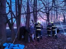 Kobyla uvízla mezi stromy, potřebovala kus štěstí