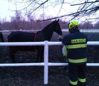 Kobyla uvízla mezi stromy, potřebovala kus štěstí