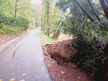 Arboristé prověřují stav stromů a podle toho otevírají městské parky