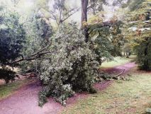 Arboristé prověřují stav stromů a podle toho otevírají městské parky