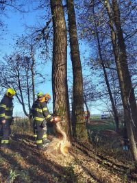 Bobr se snažil prokousat se skrz strom, zasáhnout museli hasiči