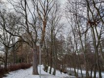 Strom ohrožoval chodce a cyklisty na stezce podél Chrudimky v Pardubicích