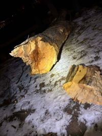 Strom ohrožoval chodce a cyklisty na stezce podél Chrudimky v Pardubicích