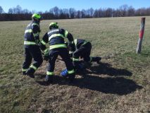 Srnec se zamotal parohy do elektrického ohradníku