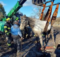 Kůň ležel v bahně , na nohy se sám nedokázal postavit
