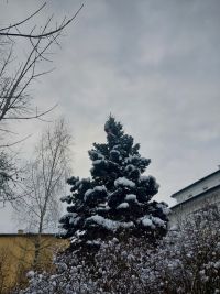 Stalo se u sousedů: Muž v trenkách a triku se držel ve větvích na vrcholu zasněženého vzrostlého smrku