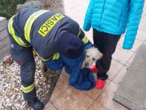 Pes se ocitl v pasti na zamrzlém rybníku, když se pod ním začal led propadat