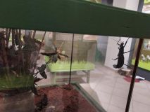 Foto: Svět hmyzu a jejich společenský život, i insektária s živým hmyzem, jsou k vidění na výstavě v České Třebové