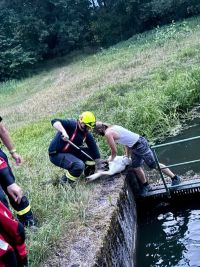 Labutě s labutí uvízli na celý den v nádrži u hráze rybníku v Lázních Bohdaneč