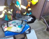 Zkrat indukční desky způsobil požár v panelovém bytě, kde byla zvířata. Jedna kočička nepřežila, druhou museli hasiči rozdýchat