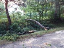 Zranění motorkáře kvůli stromu, kráva s barelem na hlavě v řece, auto nedobrzdilo za druhým a střet čtyř vozů
