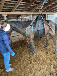 Hasiči pomáhali staršímu koni na nohy