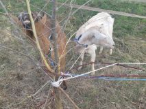 Koně pobíhali po sinici, kozy byly uvázány na volno u cizího plotu a mohly do  vozovky