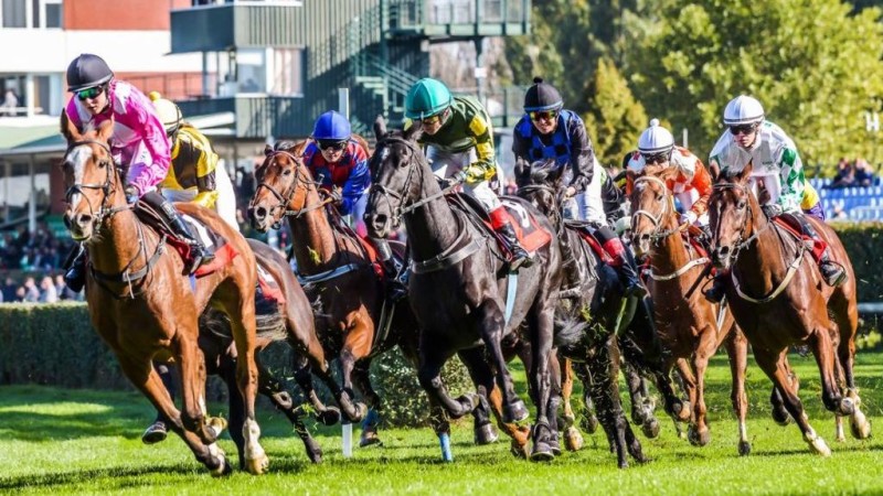 Ilustračn&iacute; foto zdroj Dostihov&yacute; spolek Pardubice