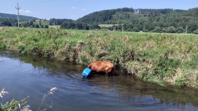 Zranění motorkáře kvůli stromu, kráva s barelem na hlavě v řece, auto nedobrzdilo za druhým a střet čtyř vozů
