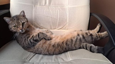 Ať Silvestra prožije i va&scaron;e zv&iacute;ře v&nbsp;pohodě