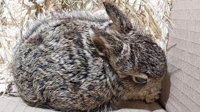 Lidé našli v přírodě opuštěné mládě zajíce. Dali ho do krabice a odnesli. Tím ho připravili o matku