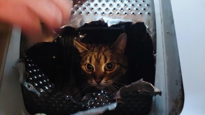 Kocourek se schoval do pračky, ta ho ale uvěznila