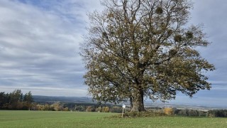 Hápův javor získal páté místo v celostátní anketě Strom roku