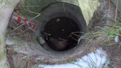 Srnec spadl do meliorační šachty, z hloubky dvou metrů neměl šanci se dostat ven