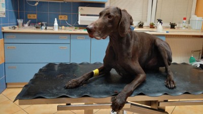 Záchranářský pes Darren daroval krev pejskovi, který byl ve vážném stavu