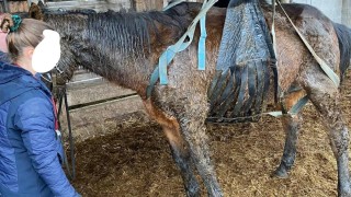 Hasiči pomáhali staršímu koni na nohy