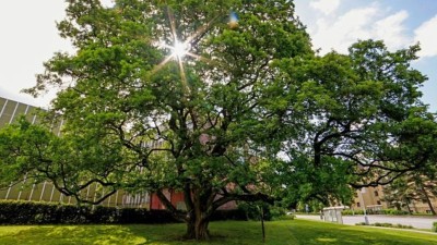 O titul Strom roku 2022 se utkají i dva stromy z Pardubického kraje