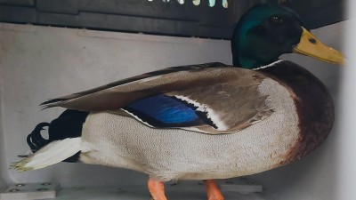 foto Městská policie Pardubice