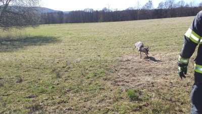 Srnec se zamotal parohy do elektrick&eacute;ho ohradn&iacute;ku