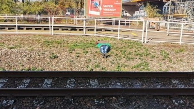 foto Městská policie Pardubice