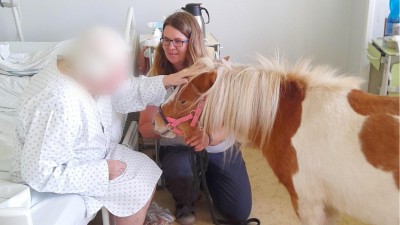 V Chrudimské nemocnici pomáhají s „léčbou“ koně i psi