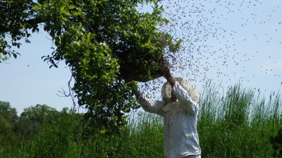 Včelař, který často své úly kontroluje, dokáže svůj ulétlý roj najít