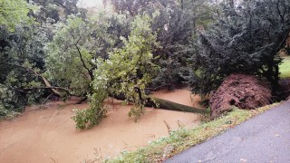 Arboristé prověřují stav stromů a podle toho otevírají městské parky