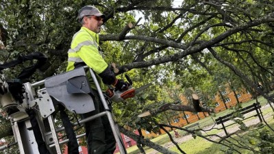 Oře&scaron;&aacute;ky, jilm, vrba a smrk v ulici Rybničn&iacute; v Lan&scaron;krouně půjdou k zemi
