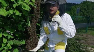 Co dělat, když na vaší zahradě přistane roj včel? Nepřibližujte se k nim a volejte ihned včelaře z okolí