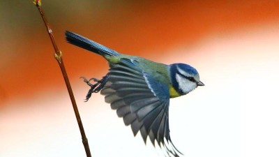 Seznamte se s populací ptáků v Pardubicích, v sobotu dopoledne vyrazte na komentovanou vycházku