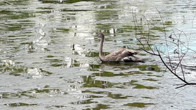 Čtveřice mladých labutí uvízla v bahně vypuštěného rybníka