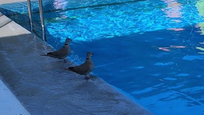 Sport, relax i letní pohoda. Pardubická koupaliště zahajují sezónu a přináší několik vylepšení