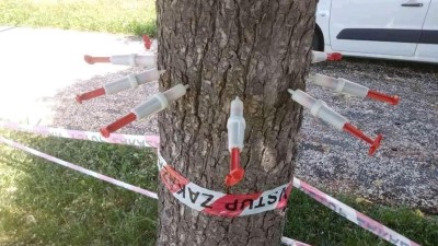 Ne, to není práce vandalů, takto se zbavují stromy škůdců