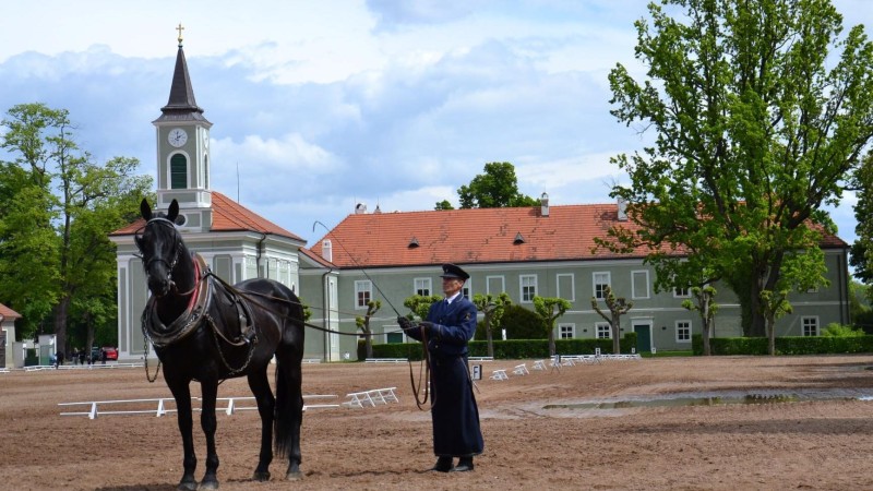 Foto: Národní hřebčín Kladruby nad Labem