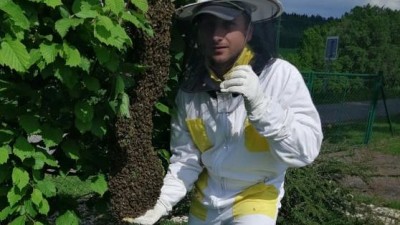 Co dělat, když na vaší zahradě přistane roj včel? Nepřibližujte se k nim a volejte ihned včelaře z okolí