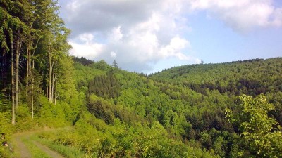 Tři sta hektarů lesa, co slouží lidem k rekreaci, má město Lanškroun. Prozradíme, jak s nimi hospodaří