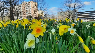 foto: Městský obvod Pardubice II