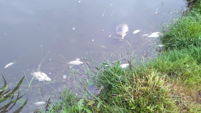 Obraze: Znečištěná voda v rybníku v Drozdicích zabíjela ryby.  Hasiči se snažili téměř celý den zbylé ryby zachránit