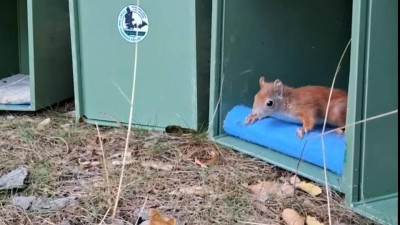 Vypiplali opuštěná mláďata veverek. Teď se mohli hlodavci vrátit zpět do přírody