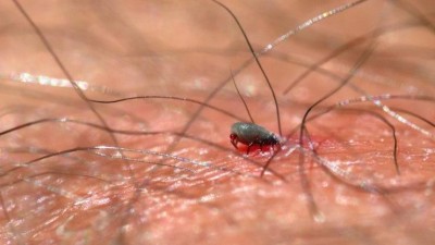 Celá republika zhnědla. Mimořádná aktivita klíšťat ohrožuje Česko! Na ochranu před klíšťovou encefalitidou stále není pozdě