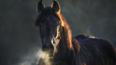 Největší výstava o koních a lidech Koně v akci zaplní na dva dny dostihové závodiště v Pardubicích