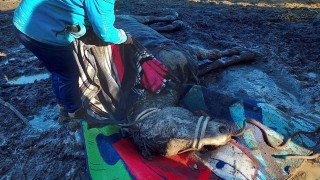 Kůň ležel v bahně , na nohy se sám nedokázal postavit