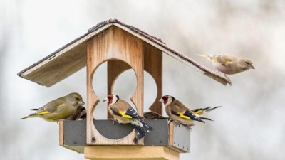 Lidé v Česku budou tento víkend sčítat ptáky u krmítek, zapojte se i vy. Lze přitom vyhrát některou z tematických cen