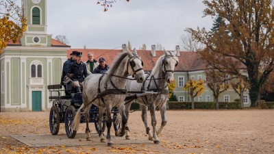 Dva starokladrubští bělouši rozšíří dánské královské stáje